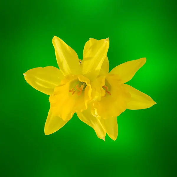 Narcisi gialli (narcisi) fiori, primo piano, sfondo bokeh — Foto Stock