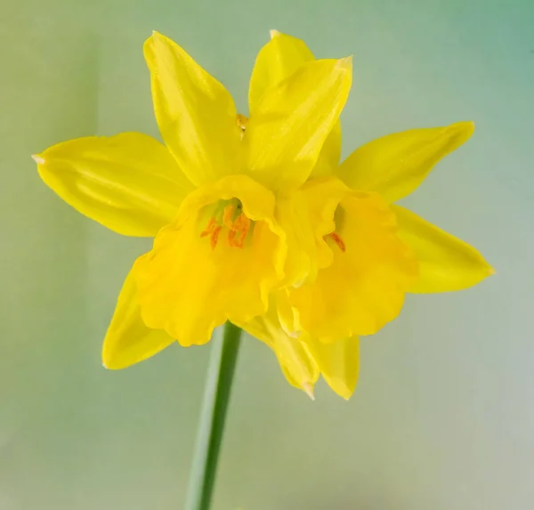 Sárga nárcisz (narcissus) virágok, közelről, bokeh háttér — Stock Fotó