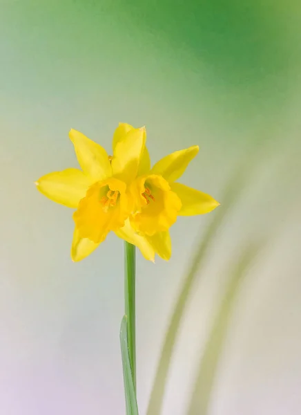 Sarı nergis (narcissus) çiçekler, yakın çekim, bokeh arka plan — Stok fotoğraf