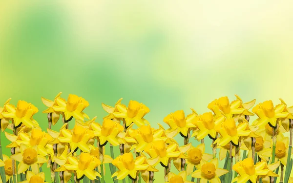 Narcisos amarillos (narcisos) flores, primer plano, fondo bokeh — Foto de Stock