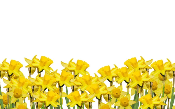 Narcisos amarillos (narcisos) flores, primer plano, fondo blanco — Foto de Stock