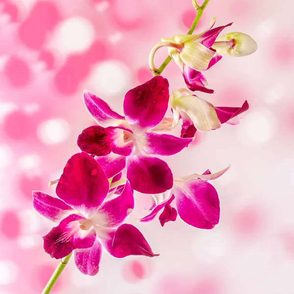 Flores de orquídea de rama rosa, Orchidaceae, Phalaenopsis conocido como la orquídea de la polilla, Phal abreviado . — Foto de Stock