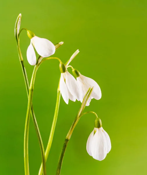 Flores blancas de Galanthus, ramo, arreglo floral (nevada, flor de la leche ) — Foto de Stock