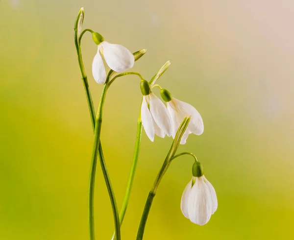 Белый галантус цветы, букет, цветочные композиции (подснежник , — стоковое фото