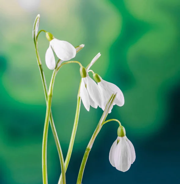 White Galanthus flowers, bouquet, floral arrangement (snowdrop, milk flower) — Stock Photo, Image