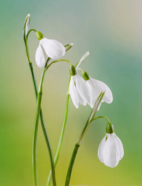 Белый галантус цветы, букет, цветочные композиции (подснежник, молочный цветок ) — стоковое фото