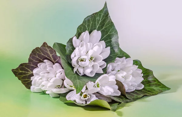 Flores blancas de Galanthus, ramo, arreglo floral (nevada, flor de la leche ) —  Fotos de Stock