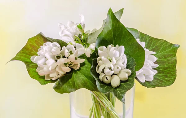 Flores blancas de Galanthus, ramo, arreglo floral (nevada, flor de la leche ) — Foto de Stock