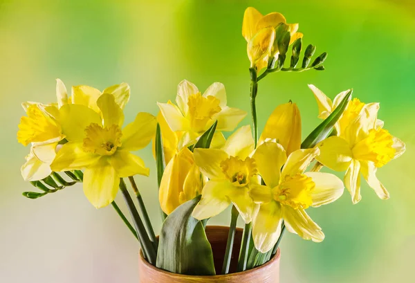 Narcisos amarillos y flores de freesias en un jarrón de colores, de cerca — Foto de Stock