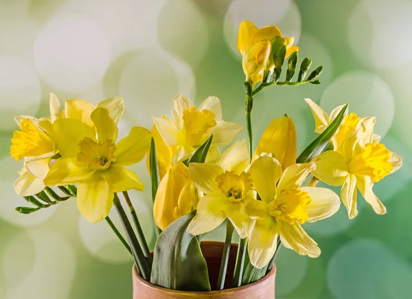 Желтые нарциссы и свободные цветы в цветной вазе, закрыть — стоковое фото