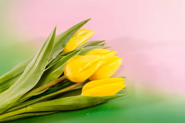 Tulipanes amarillos flores, primer plano, fondo bokeh — Foto de Stock