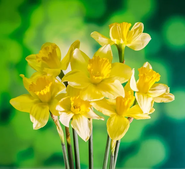 Sarı nergis (narcissus) çiçekler, yakın çekim, bokeh arka plan — Stok fotoğraf