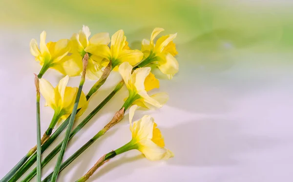 Gelbe Narzissen (Narzissen) Blumen, Nahaufnahme, Bokeh Hintergrund — Stockfoto