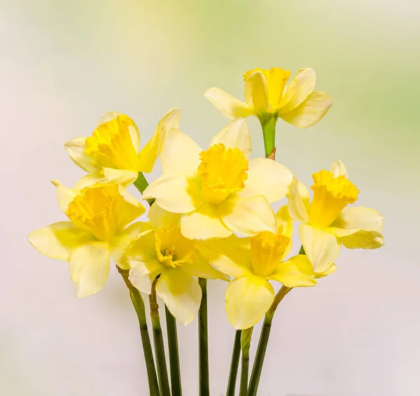 Amarelo narciso flores, close-up, fundo bokeh — Fotografia de Stock