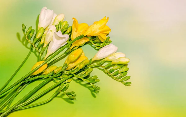 Flores de freesia blanca y amarilla, primer plano, degradado bokeh espalda — Foto de Stock