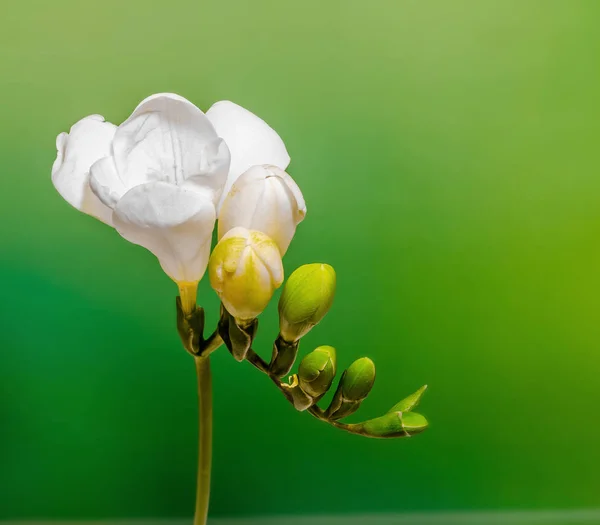 Flores de freesia blanca, primer plano, fondo bokeh gradiente . — Foto de Stock