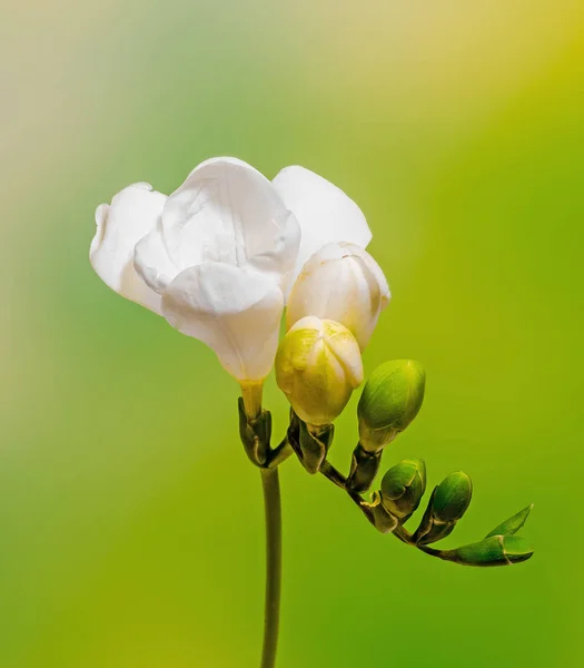 Flores de freesia blanca, primer plano, fondo bokeh gradiente . — Foto de Stock