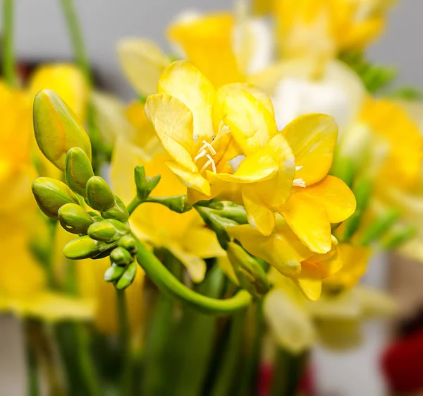 Gelbe Freesia-Blüten, Nahaufnahme, blumiger Hintergrund. — Stockfoto