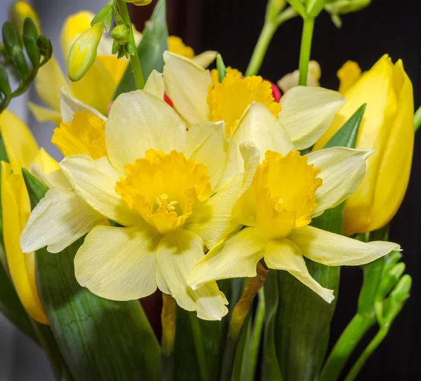 Gelbe Narzissen (Narzissen) Blumen, Nahaufnahme, blumiger Hintergrund — Stockfoto