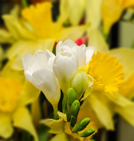 Weiße Freesia-Blüten, Nahaufnahme, gelber pflanzlicher Hintergrund. — Stockfoto