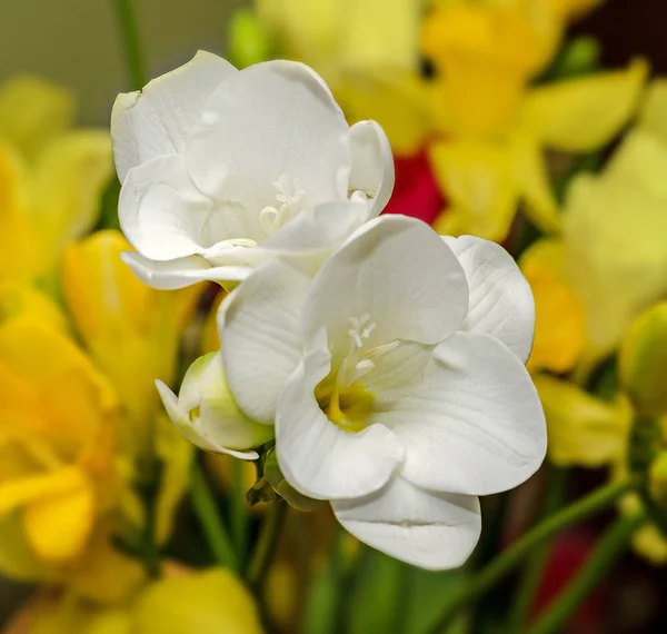Flores de freesia blanca, primer plano, fondo vegetal amarillo . — Foto de Stock