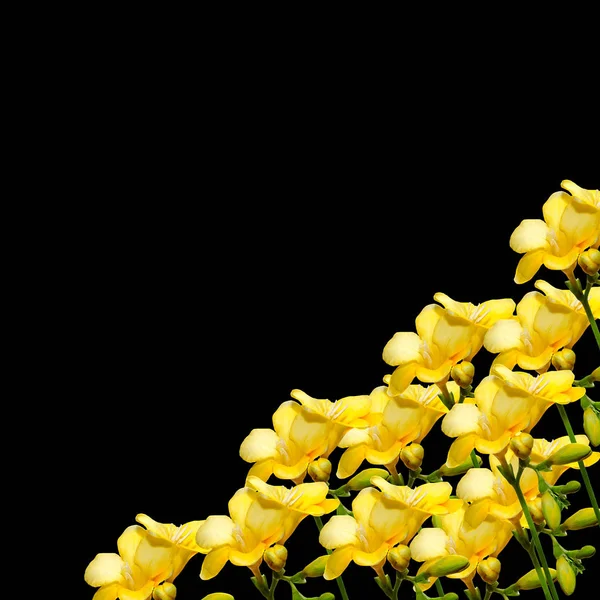 Fleurs freesia jaunes, gros plan, isolées, fond noir . — Photo