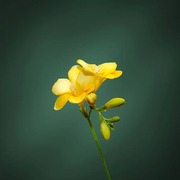 Flor de freesia amarilla, primer plano, aislado, fondo verde . — Foto de Stock