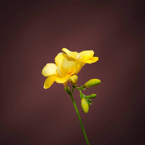 Yellow freesia flower, close up, isolated, red background. — Stock Photo, Image