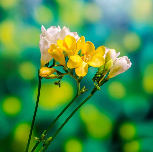 Flores de freesias amarillas y blancas, primer plano, degradado bokeh espalda — Foto de Stock