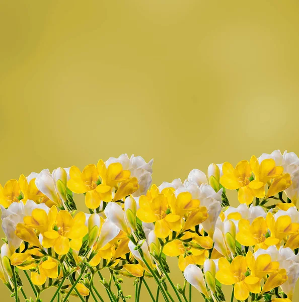 Gele en witte fresia's bloemen, close-up, kleurovergang bokeh terug — Stockfoto