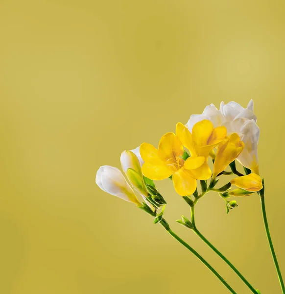 Fiori di fresie gialle e bianche, ravvicinati, gradiente bokeh indietro — Foto Stock