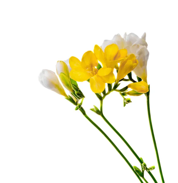 Flores de freesias amarillas y blancas, primer plano, fondo blanco . — Foto de Stock