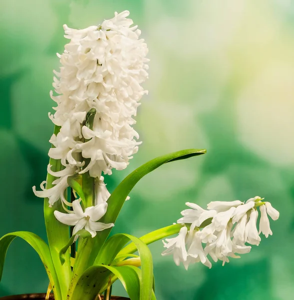 Flor blanca de Hyacinthus orientalis (jacinto común, jacinto de jardín — Foto de Stock