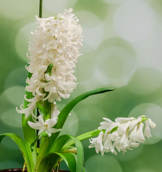 Flor blanca de Hyacinthus orientalis (jacinto común, jacinto de jardín — Foto de Stock