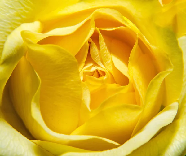 黄色のバラの花、花束、フラワーアレンジメントを閉じる — ストック写真