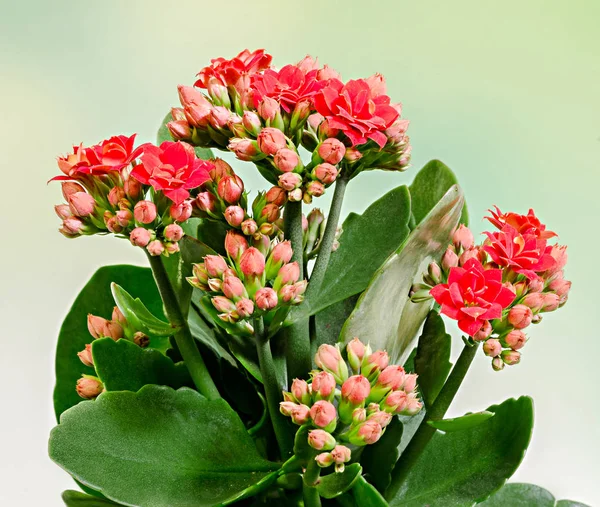 Flores de calandiva roja, primer plano, fondo verde degradado . — Foto de Stock