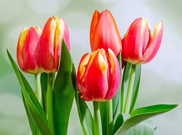 Flores de tulipanes rojos, ramo, arreglo floral, primer plano, verde — Foto de Stock