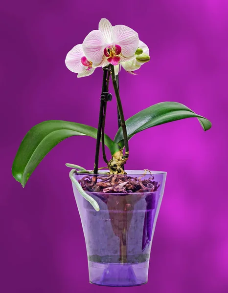 Růžová orchidej větev květiny průhledné vázy, Orchidaceae — Stock fotografie