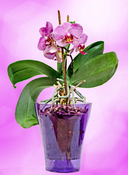 Flores de orquídeas de ramo rosa em vaso transparente, Orchidaceae — Fotografia de Stock