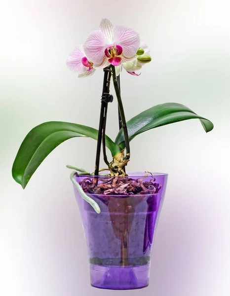 Flores de orquídeas de ramo rosa em vaso transparente, Orchidaceae — Fotografia de Stock
