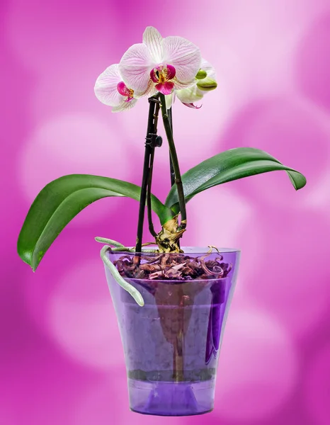 Růžová orchidej větev květiny průhledné vázy, Orchidaceae — Stock fotografie