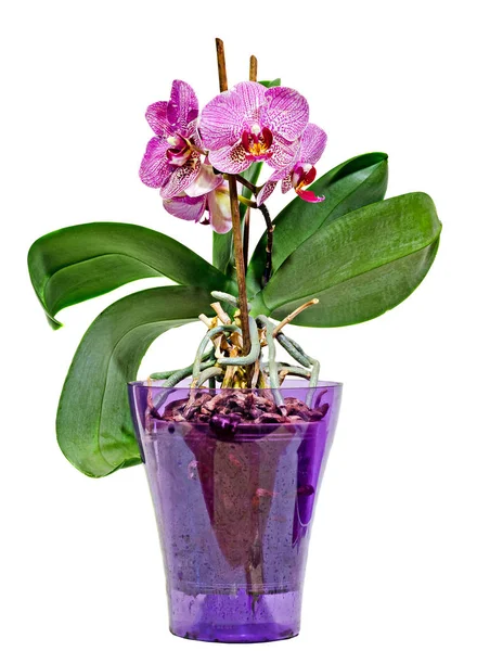 Flores de orquídeas de ramo rosa em vaso transparente, Orchidaceae , — Fotografia de Stock