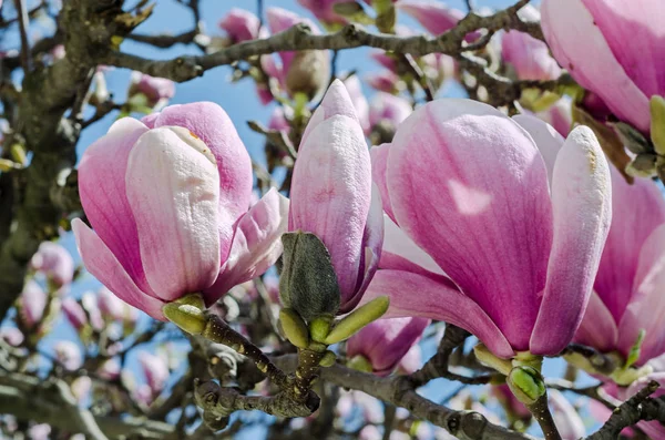 Flores de rama de Magnolia rosa, flores de árbol, fondo de cielo azul . — Foto de Stock