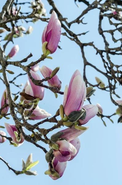 Pink Magnolia branch flowers, tree flowers, blue sky background. — Stock Photo, Image