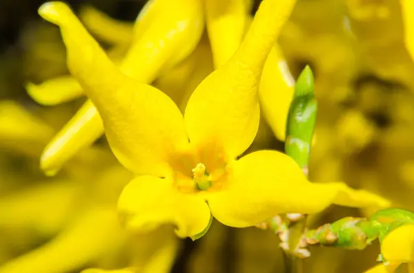 Flor de Forsythia suspensa amarilla, primer plano, flor bokeh amarilla — Foto de Stock