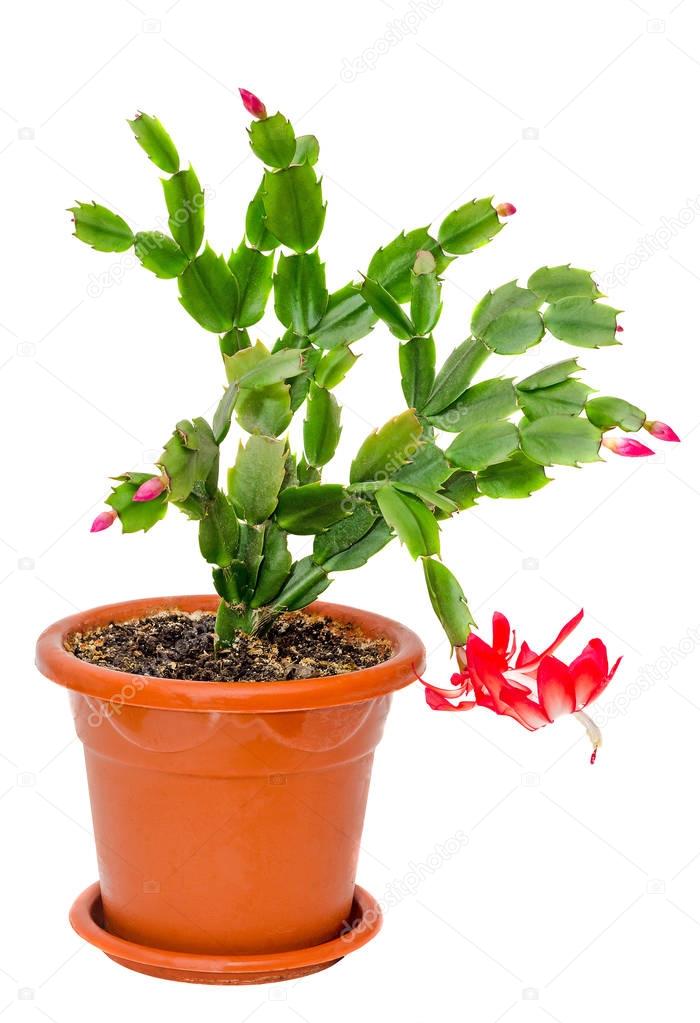 Red Schlumbergera flower, close up, isolated. Known by a variety of names including Christmas Cactus, Thanksgiving Cactus, Crab Cactus and Holiday Cactus.