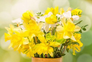 Yakın bir vazoda sarı ve beyaz nergis (narcissus) çiçekler 