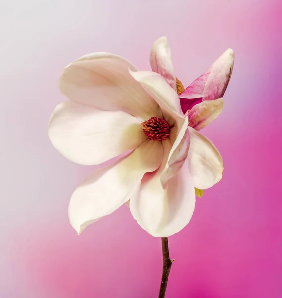 ピンクのマグノリア枝花、クローズ アップ、グラデーションの背景 — ストック写真