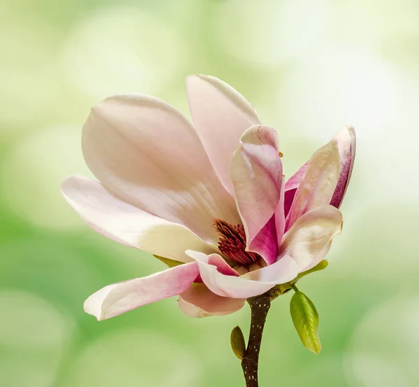 Pink Magnolia tak bloem, close-up, groene achtergrond met kleurovergang — Stockfoto