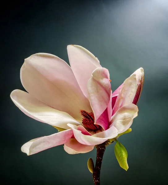 Rama rosa Magnolia flor, primer plano, fondo negro aislado — Foto de Stock